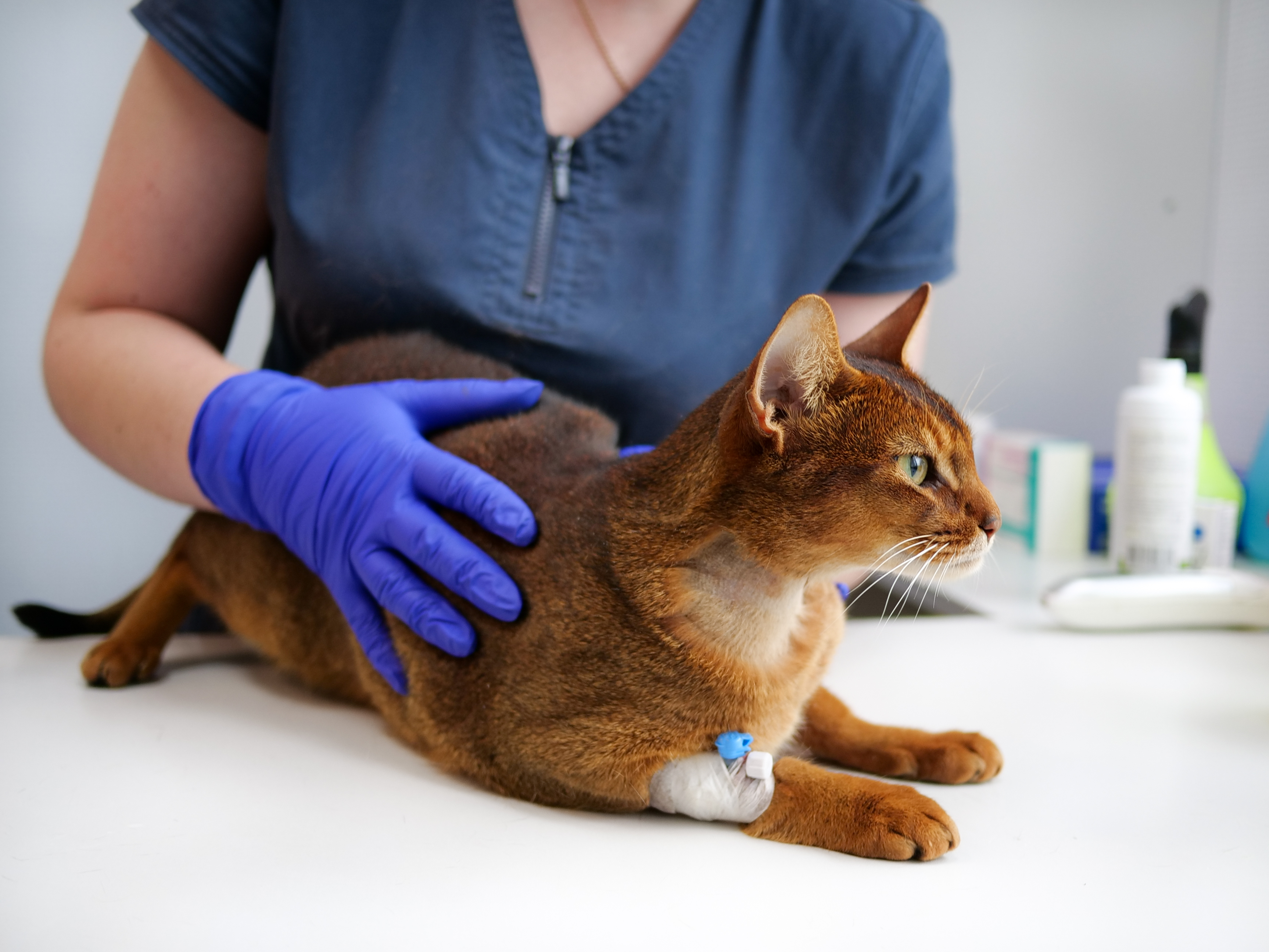 Переливание крови собаке: причины, процедура, показания и подготовка