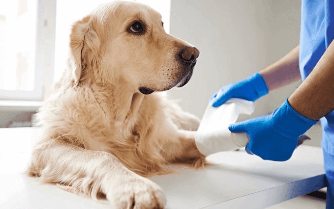 Лечение дисплазии локтевого сустава у собаки - остеотомия локтевого сустава